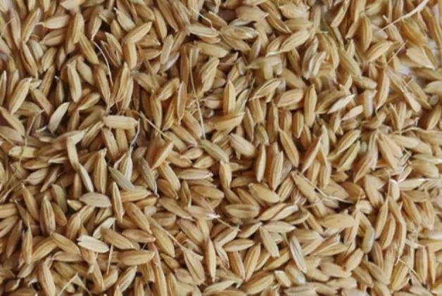 繁殖水稻第一步,从选种开始,优良品种需具备6个条件|水稻|种子|选种