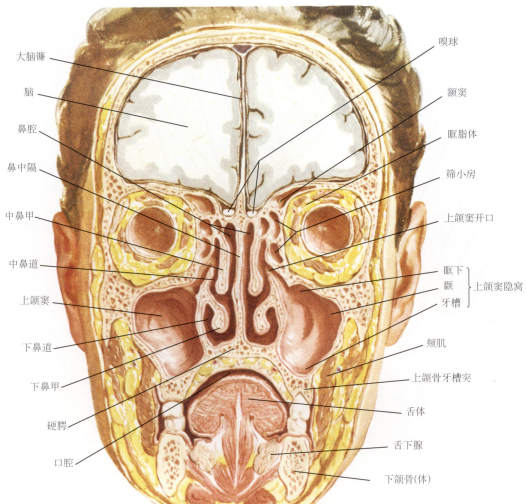篩隱窩上頜竇開口於中鼻道的半月裂孔鼻竇開口(上,中,下鼻甲及篩骨迷