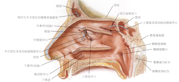 额窦开口于中鼻道半月裂孔筛窦前组筛窦,中组筛窦开口于中鼻道后组