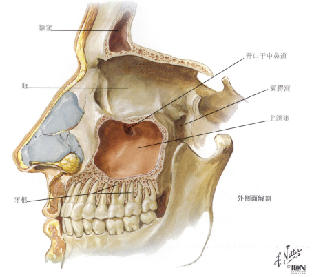 額竇開口於中鼻道半月裂孔篩竇前組篩竇,中組篩竇開口於中鼻道後組