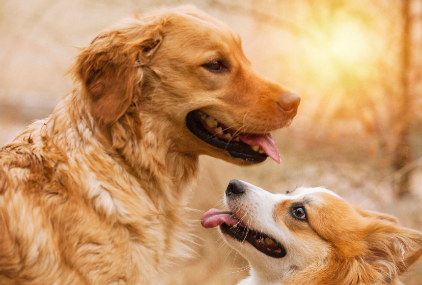 狗狗 繁殖 的方式 原来品种狗 都是这样来的 腾讯新闻