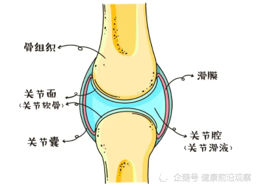 关节软骨|透明质酸|软骨细胞|骨关节