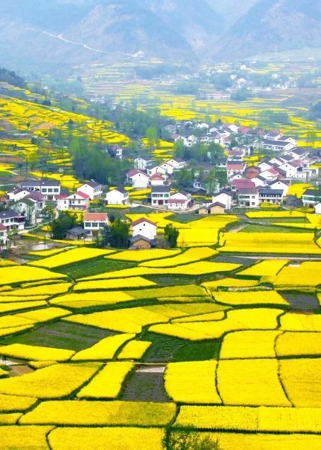2023中国最美油菜花海汉中旅游文化节将于3月中旬开幕!
