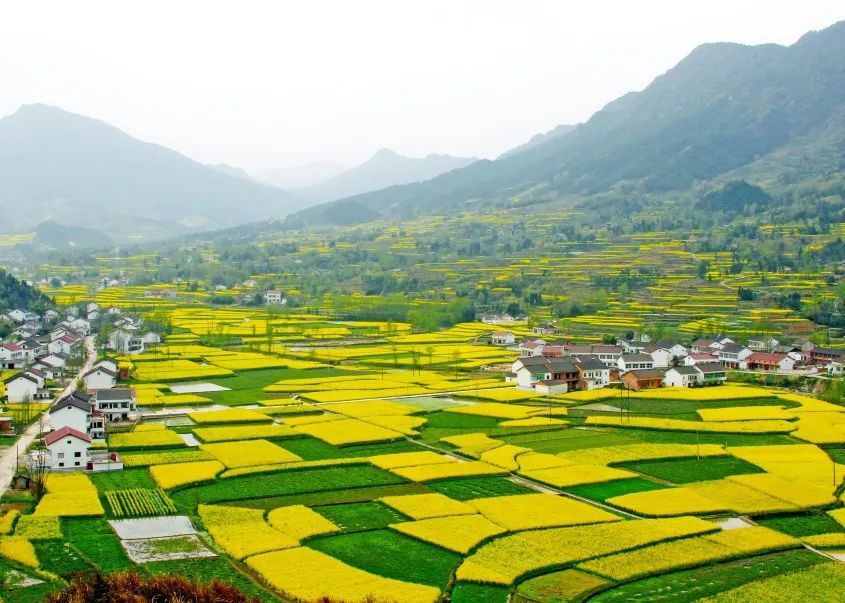 氛围感拉满汉中油菜花海美爆了