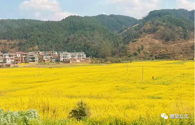 丘北锦屏旦古村:400余亩油菜花"扮靓"美丽乡村|丘北县|锦屏镇|油菜花