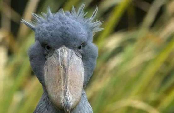 鸟中哈士奇走红外表呆萌会拔毛送人为何专家说不要靠近它