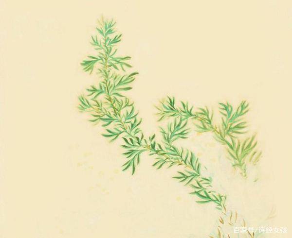 蒌蒿满地芦芽短听素朴中医院讲讲古诗里的中药