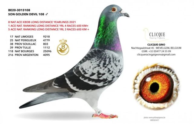 吉诺·克里克创纪录的2021年!新一代超级种赛鸽欣赏