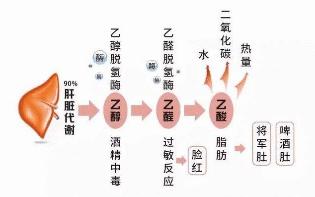 乙醇的代谢一般情况下,人体内都含有数量相差不大的乙醇脱氢酶,但是