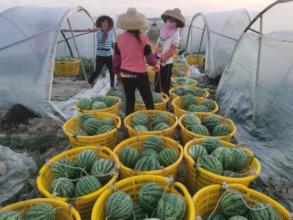 十三鹰西瓜砍雷州人图片