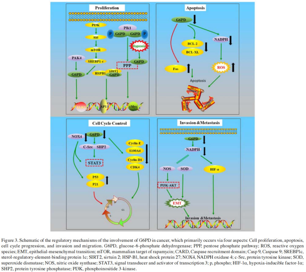 g6pd通过激活stat3通路促进上皮间质转化(epithelial-mesenchymal