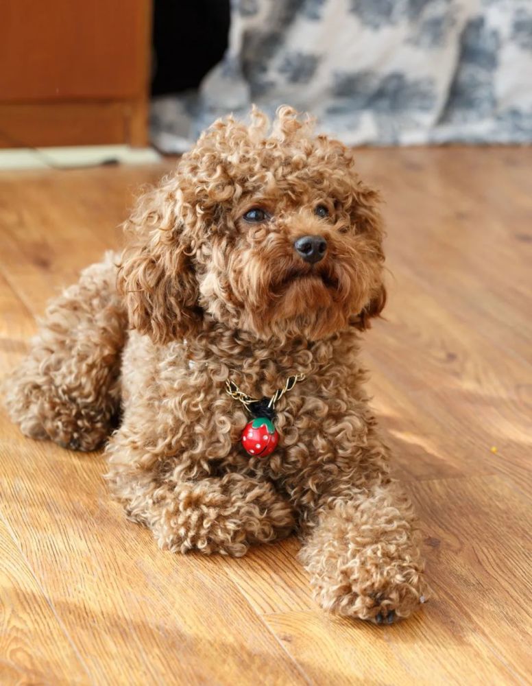 沙皮犬(左)與泰迪(右)而歸根到底它們都是屬於灰狼這個物種,所以它們