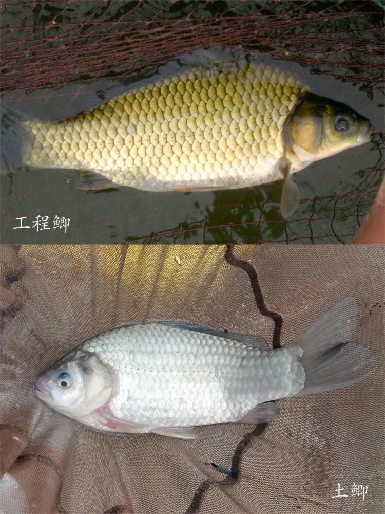 買鯽魚,