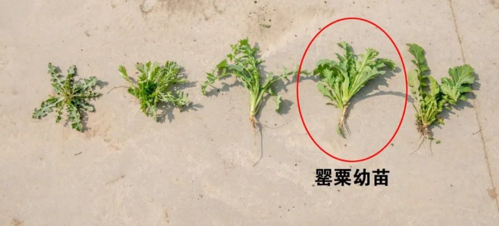 罂粟苗生长过程图片图片