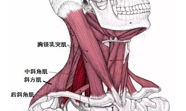 颈部斜角肌图图片