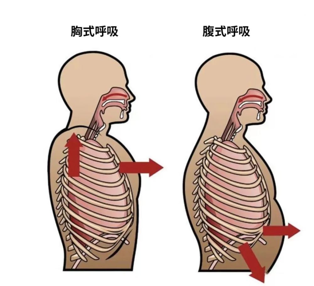 和「胸式呼吸」相比,「腹式呼吸」的呼气及吸气都比较深,能够给予肺部