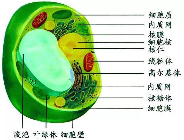 原生質體由細胞膜和細胞質組成,而細胞質由細胞器,細胞質基質,細胞