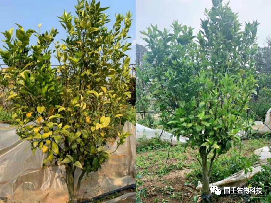 柑橘黄龙病的防控方法(柑橘黄龙病怎样防治)