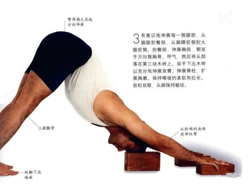 艾扬格的下犬式在艾扬格"瑜伽之光"中下犬式,姿势会让人联想到"腿部