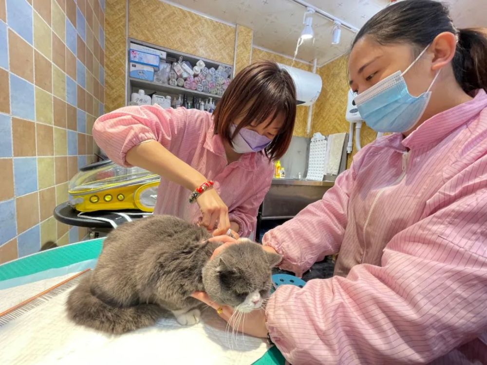 为小猫小狗染色,造型,药浴,按摩……服务宠物,他们是认真的!_腾讯新闻
