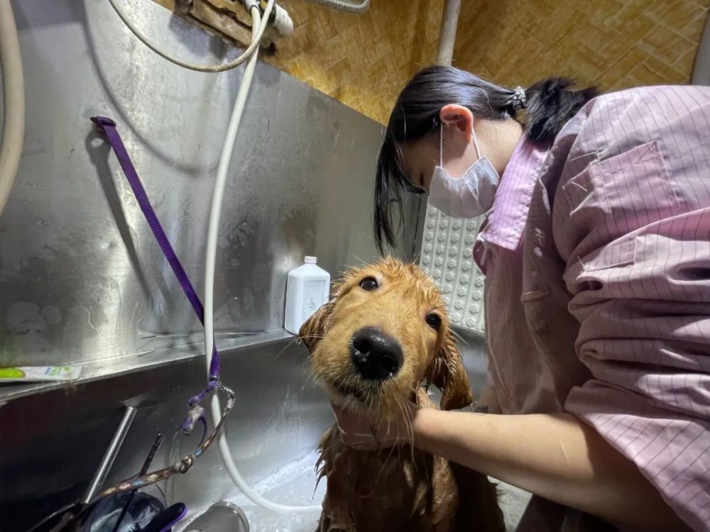 为小猫小狗染色造型药浴按摩服务宠物他们是认真的