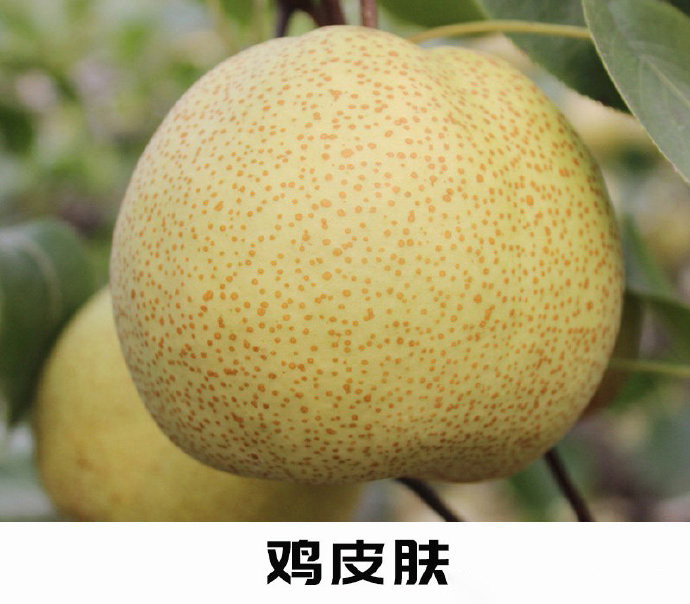 哪种水果去鸡皮肤(鸡皮肤吃什么水果好)