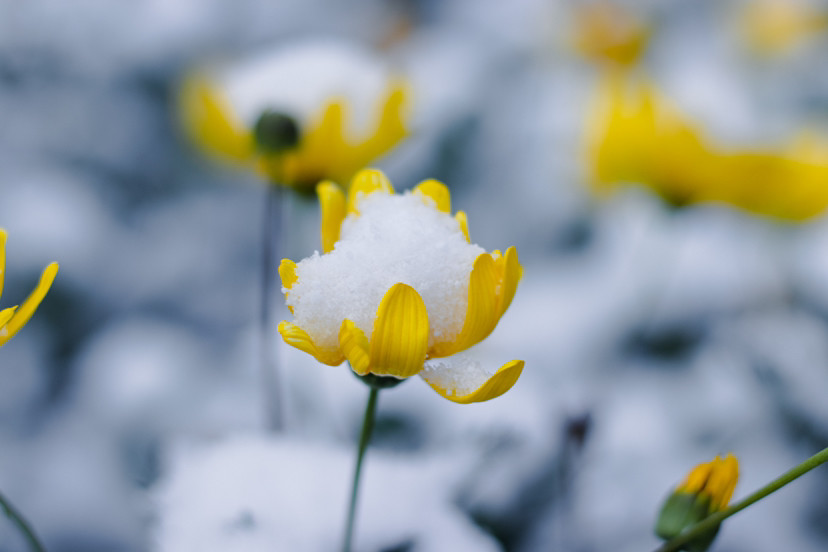 雪地里的小黄花