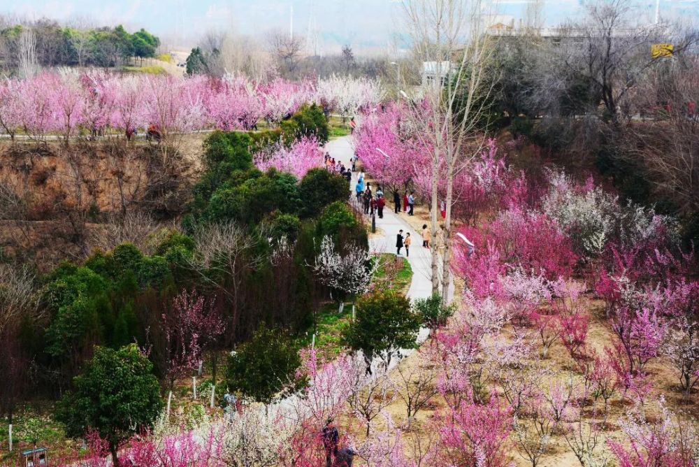 當天上午,不少市民趁著好天氣來到三門峽黃河公園賞梅.