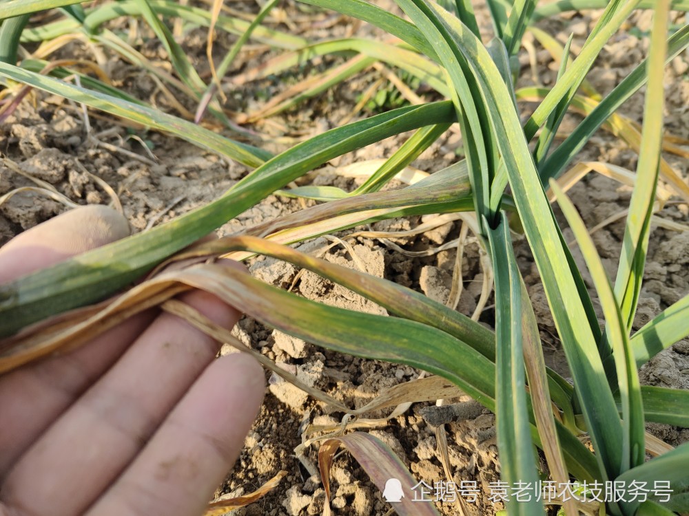 大蒜年后第一遍药究竟打什么药防病效果好