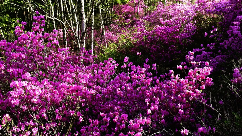 推荐赛事喇叭沟户外运动嘉年华杜鹃花越野赛重磅启动环京cj系列赛开启