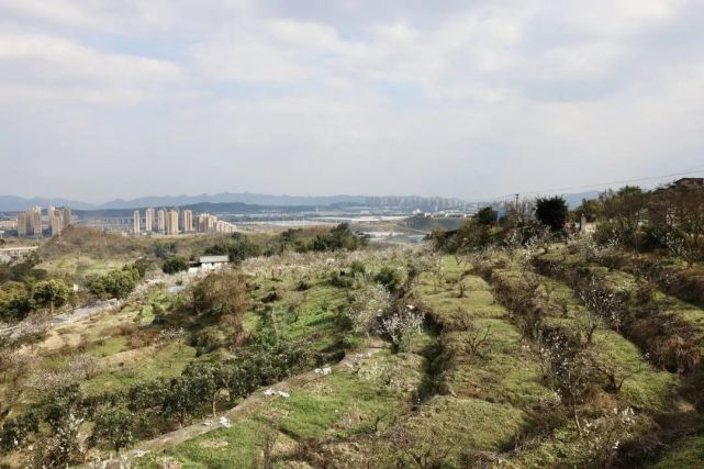 重庆玉峰山樱桃基地图片