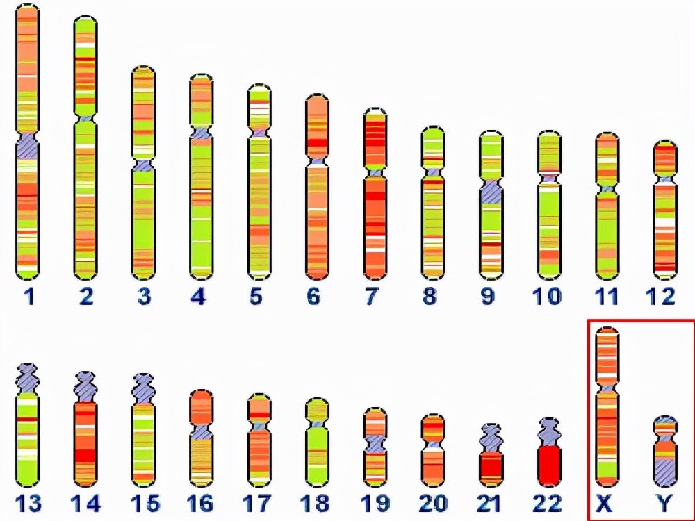 男人的染色体是xy女人是xx染色体是yy会是什么样子呢