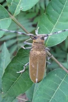 昆虫大力士之天牛_腾讯新闻