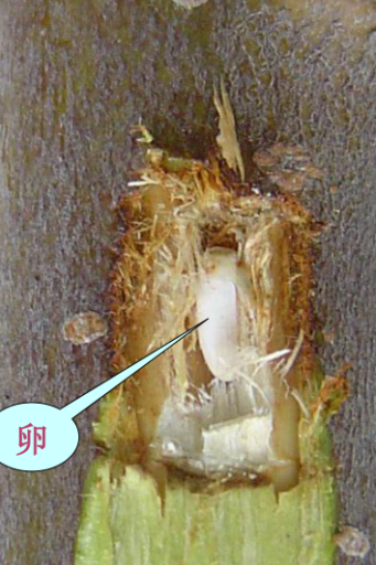 锈色粒肩天牛成虫补充营养     刻槽内产的卵四,生活史因种类不同,其