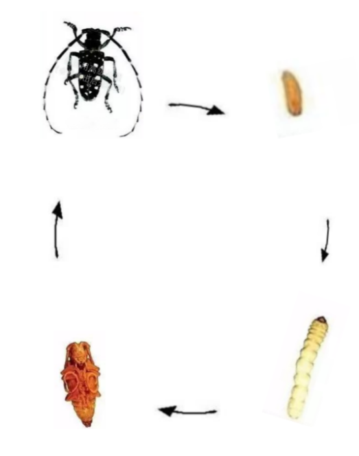 昆虫大力士之天牛_腾讯新闻