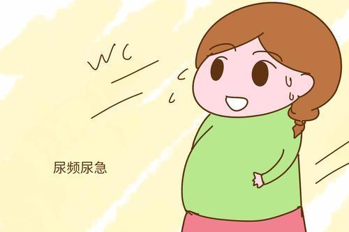 因此,孕妇要注意预防泌尿道感染的发生,平时要多饮开水,使尿量增加