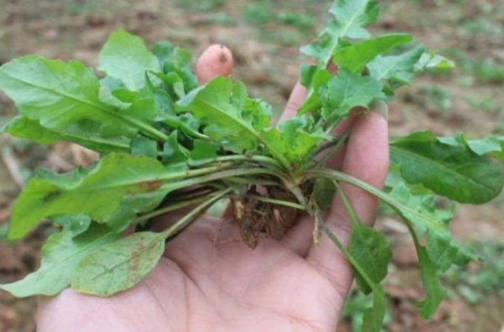 美食就在身边 湖南人在春天爱吃的10种野菜 总有一种是你爱吃的 腾讯新闻