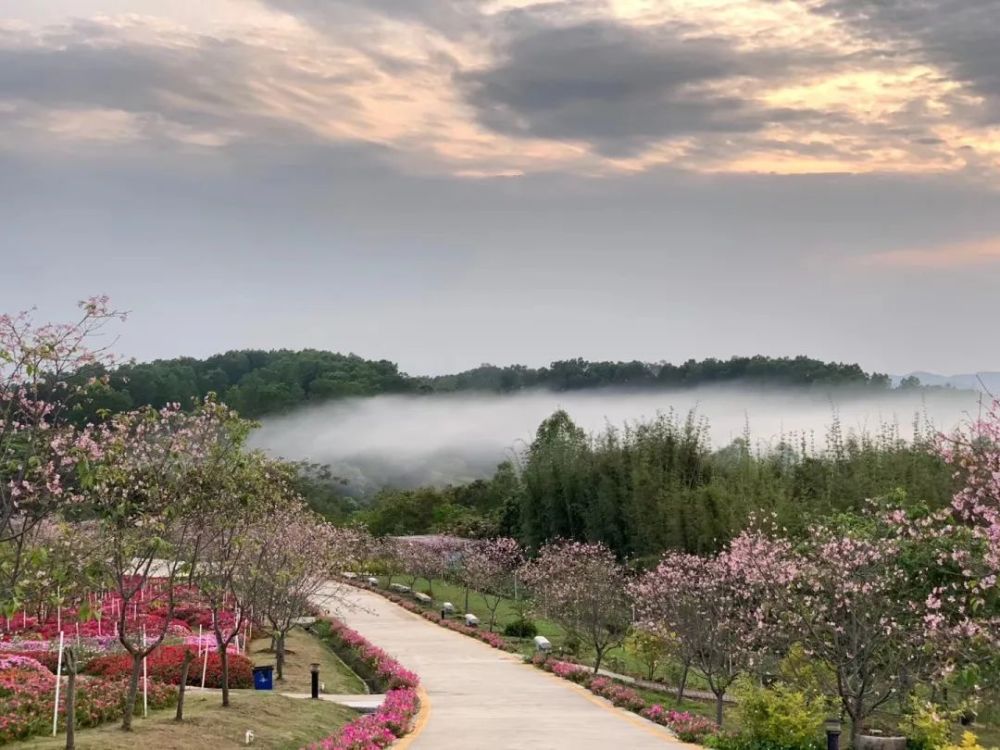樱花广州樱(樱山花谷景区 供图)樱花小乔(许少波 摄)樱花杨贵妃