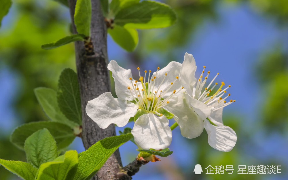 2月26日 3月4日星座运势 思路清晰 稳中求胜的四大星座 腾讯新闻