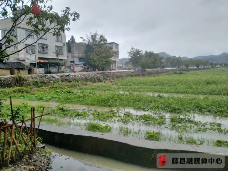 藤縣低溫冷凍強降雨災害已造成逾4000人受災緊急轉移安置12人