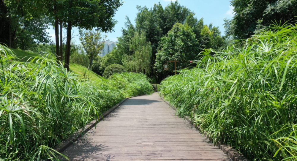 本月剩下都是好天氣丨約會春日暖陽瀘州公園打卡地圖來了