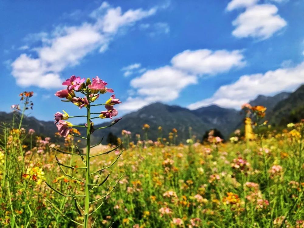 彩色油菜花在种植时牧羊村和甸中村牧羊湖景区安宁温泉街道有三处可以