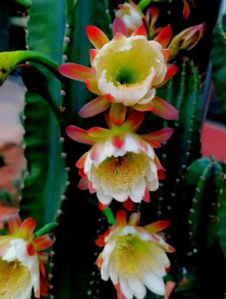 人气颇高的龙骨花教你几个小技巧长势旺盛还镇宅空气更清新