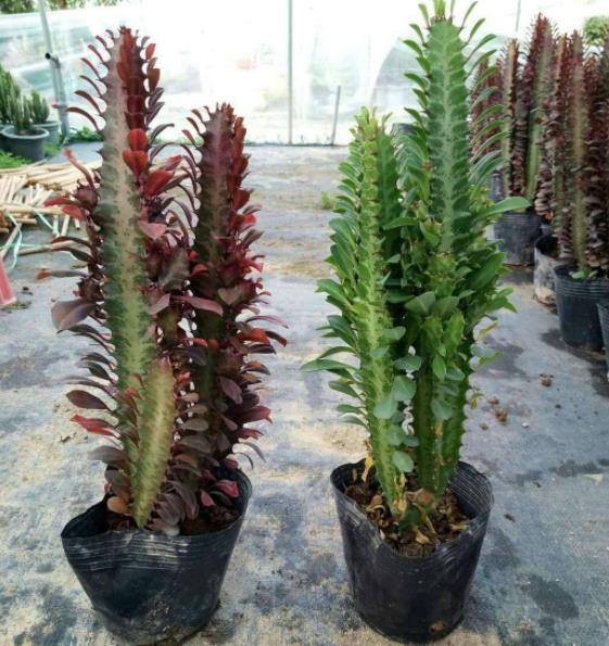 人气颇高的龙骨花,教你几个小技巧,长势旺盛还镇宅,空气更清新