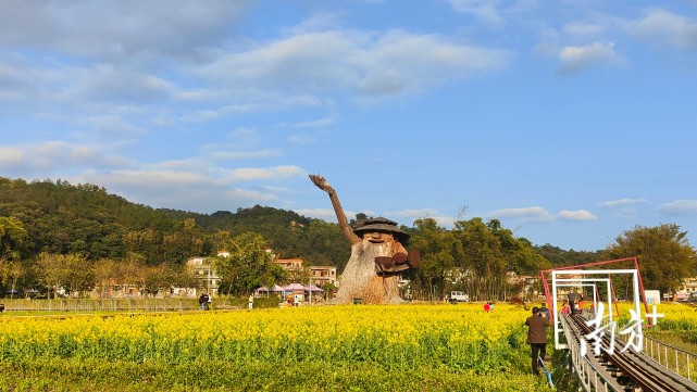 周末出游来这里花都红山村有一片金色的海