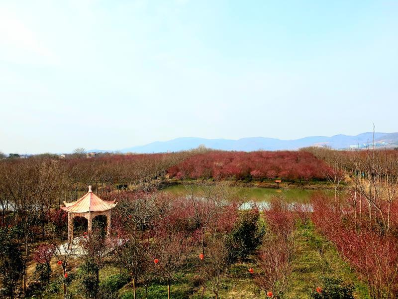 合肥清水湾梅花园等你来_腾讯新闻