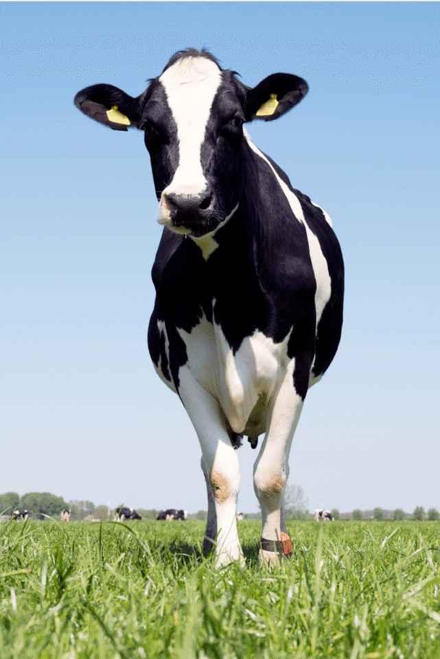 荷斯坦犊牛图片