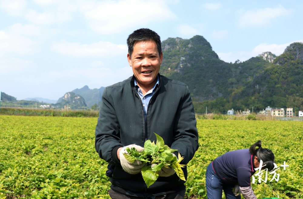 告別多日連綿陰雨後的九龍大地暖陽輕照,在九龍鎮河頭村的1000畝桑