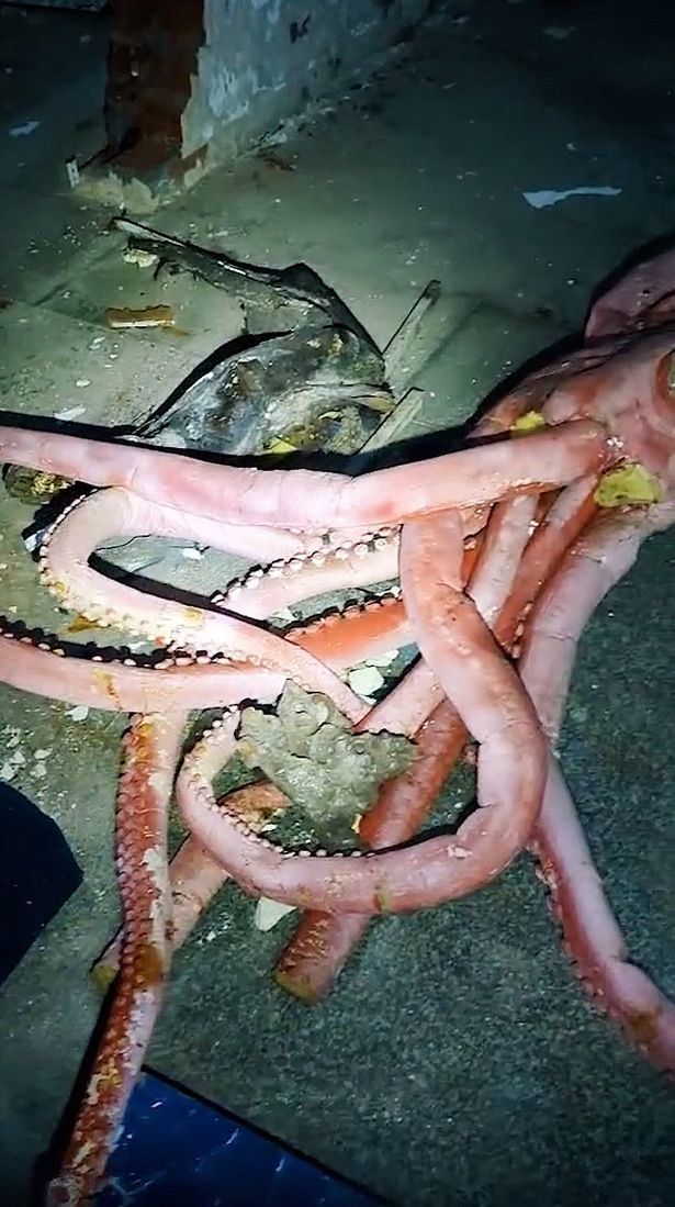 废弃水族馆惊现僵尸鲨鱼令人毛骨悚然视频观看次数近500万次