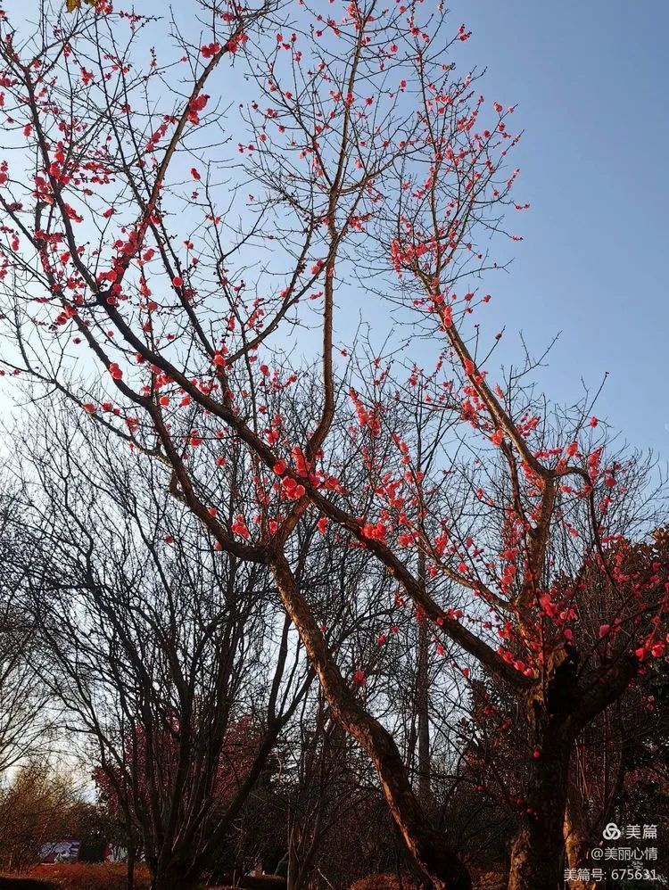 西乡樱桃花图片